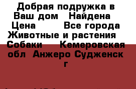 Добрая подружка,в Ваш дом!!!Найдена › Цена ­ 10 - Все города Животные и растения » Собаки   . Кемеровская обл.,Анжеро-Судженск г.